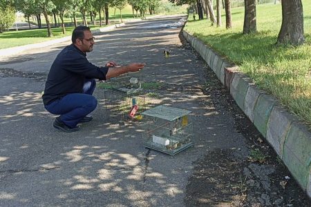 ۸ قطعه پرنده سهره طلایی در طبیعت شهرستان پلدشت رهاسازی شد