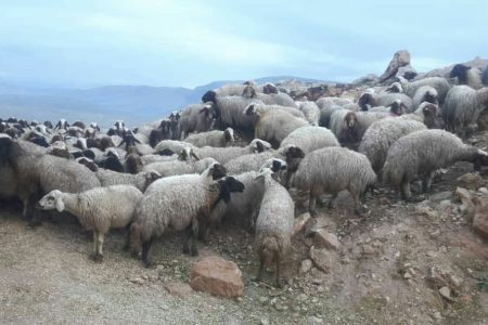 کشف و ضبط بیش از دو هزار راس گوسفند قاچاق در مرز‌های پیرانشهر