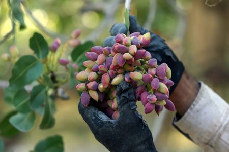 برداشت پسته از باغات آذربایجان غربی آغاز شد