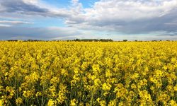 دو برابر شدن سطح زیرکشت دانه روغنی کلزا در آذربایجان غربی