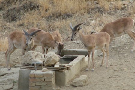 آغاز سرشماری پاییزه در جزایر زیستگاهی پارک ملی دریاچه ارومیه