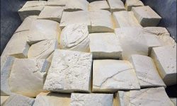 تکاب؛ شهرستانی با ۲۱۰ هزار رأس دام سبک و تولیدات ممتاز لبنیاتی