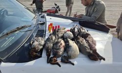 دستگیری دو متخلف شکار در حوزه استحفاظی رشکان، پارک ملی دریاچه ارومیه