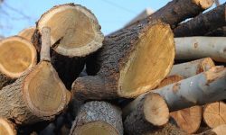 باند قاچاق چوب جنگلی در بوکان متلاشی شد