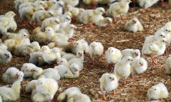 رشد ۱۱ درصدی جوجه ریزی در آذربایجان غربی