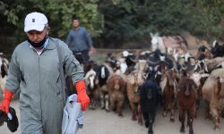 پوشش واکسیناسیون دام‌های مهاباد علیه ۶ بیماری خطرناک دامی