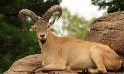 ثبت حضور دوباره بز کوهی در مناطق مرزی سردشت