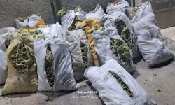 ۲۰۰ کیلو ریواس غیرمجاز در تکاب کشف شد