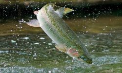 سرمایه‌گذاری ۱۰۰ میلیارد تومانی در بخش آبزی‌پروری شهرستان پلدشت