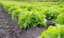 صدور بیش از ۹ هزار گواهی بهداشت قرنطینه گیاهی در آذربایجان غربی