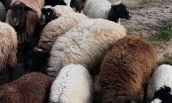 کشف احشام قاچاق در بوکان