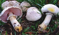 مسمومیت ۴ مهابادی با قارچ های سمی