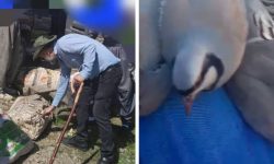 شکارچیان متخلف اشنویه به دام قانون افتادند