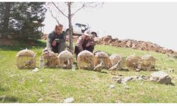 رهاسازی ۹ قطعه کبک کشف‌شده در طبیعت بوکان