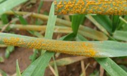 هشدار به کشاورزان ارومیه؛ مراقب شیوع بیماری زنگ زرد غلات باشید