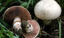 هشدار سازمان منابع طبیعی درباره مصرف قارچ‌های سمی در فصل بهار