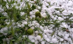 خسارت سنگین تگرگ به کشاورزی سلماس