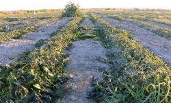 ضربه سنگین تگرگ به کشاورزی میاندوآب