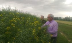 بررسی وضعیت رشدی مزارع کلزا در میاندوآب