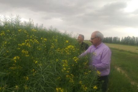 بررسی وضعیت رشدی مزارع کلزا در میاندوآب