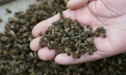 برخورد قاطع با عاملان تلفات زنبورهای عسل در آذربایجان غربی به‌دلیل استفاده از سموم غیرمجاز