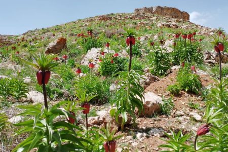 آغاز فصل گل‌دهی لاله‌های واژگون در شهرستان شاهین‌دژ