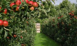 شناسنامه‌دار شدن ۱۶ هزار هکتار از باغات آذربایجان غربی