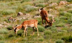 لزوم احیای دریاچه ارومیه با رویکرد علمی و حمایت زیرساختی از زیستگاه‌ها