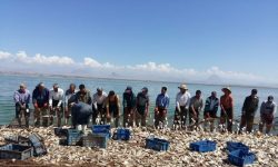 صید ۲۰ هزار تُن آبزی در آذربایجان‌غربی / صادرات به عراق و درآمد ۳ میلیون دلاری