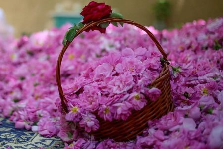 آغاز برداشت گل محمدی از گلستان‌های آذربایجان‌غربی / پیش‌بینی استحصال ۹۰۰ هزار لیتر گلاب