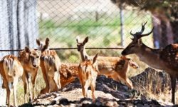 افزایش جمعیت گوزن زرد ایرانی در ارومیه؛ انتقال به جزایر دریاچه کلید می‌خورد