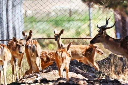 افزایش جمعیت گوزن زرد ایرانی در ارومیه؛ انتقال به جزایر دریاچه کلید می‌خورد