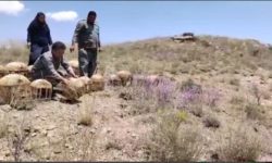 رهاسازی ۲۳ قطعه کبک زنده‌گیری شده در دامان طبیعت سلماس