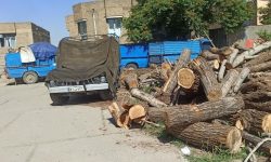 توقیف شش تُن چوب قاچاق در بوکان