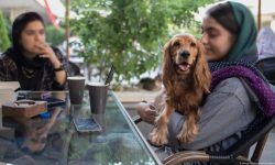 اجرای طرح ویژه برخورد با سگ‌گردانی در ارومیه