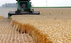 آغاز برداشت گندم از ۴۰۸ هزار هکتار زمین در آذربایجان‌غربی