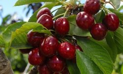 پیش‌بینی برداشت ۲۵ هزار تن گیلاس در آذربایجان‌غربی