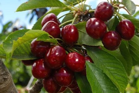 پیش‌بینی برداشت ۲۵ هزار تن گیلاس در آذربایجان‌غربی