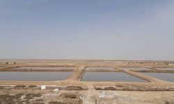 آماده‌باش بزرگترین سایت پرورش آرتمیای شمال‌غرب کشور برای جذب سرمایه‌گذار