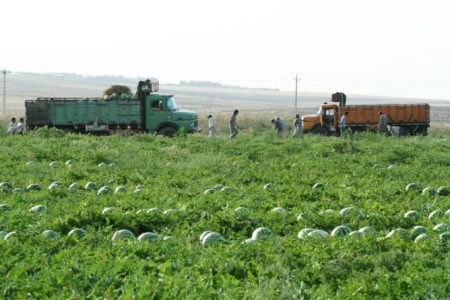 آغاز برداشت ۲۰ هزار تن هندوانه از دشت‌های پلدشت