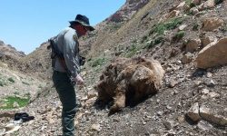 کشف لاشه یک قلاده خرس قهوه‌ای در ارتفاعات ارومیه