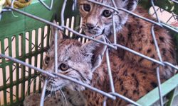 نجات ۲ توله سیاهگوش کمیاب در آذربایجان‌غربی