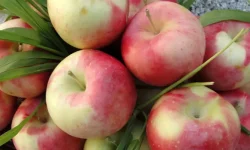 طلای تابستانی باغات آذربایجان‌غربی به بازار می‌رسد
