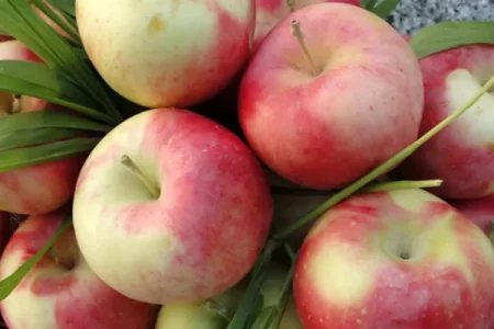 طلای تابستانی باغات آذربایجان‌غربی به بازار می‌رسد