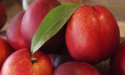 ۳۱ هزار تن شلیل؛ محصول تابستانی باغ‌های آذربایجان‌غربی