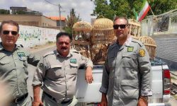 رهاسازی ۲۴ قطعه کبک در دامان طبیعت شاهین‌دژ