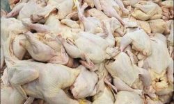 ضبط و معدوم‌سازی ۳۰۰ کیلو آلایش مرغ فاسد؛ جریمه میلیاردی برای واحد متخلف در ارومیه