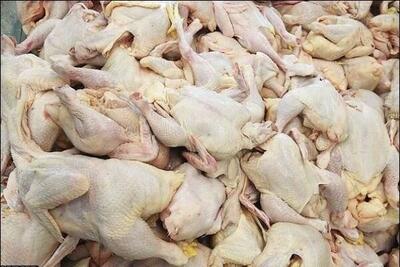 ضبط و معدوم‌سازی ۳۰۰ کیلو آلایش مرغ فاسد؛ جریمه میلیاردی برای واحد متخلف در ارومیه