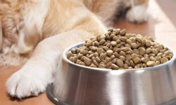 محکومیت سنگین برای حمل غیرمجاز غذای حیوانات در ارومیه