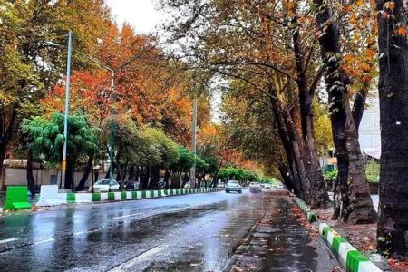 خشک شدن درختان خیابان شهید بهشتی در حال بررسی قضایی است